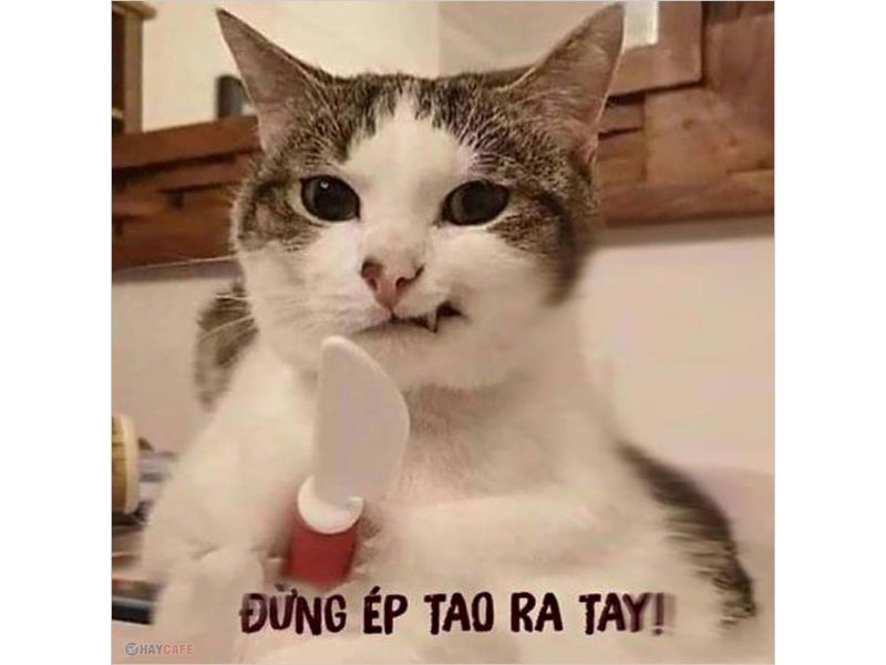 Tổng hợp meme mèo hài bựa, meme mèo cute cực dễ thương