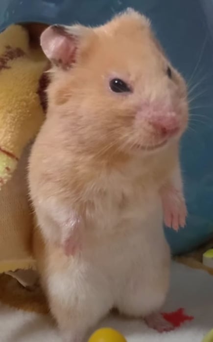 Bộ sưu tập meme chuột Hamster vui nhộn, dễ thương