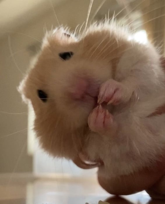 Bộ sưu tập meme chuột Hamster vui nhộn, dễ thương