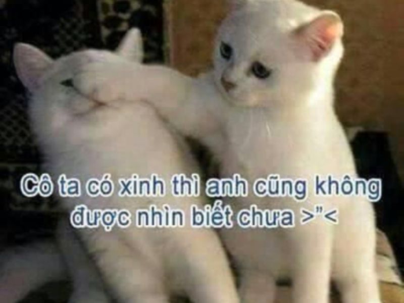 Tổng hợp meme tình yêu cute, dễ thương cho các cặp đôi