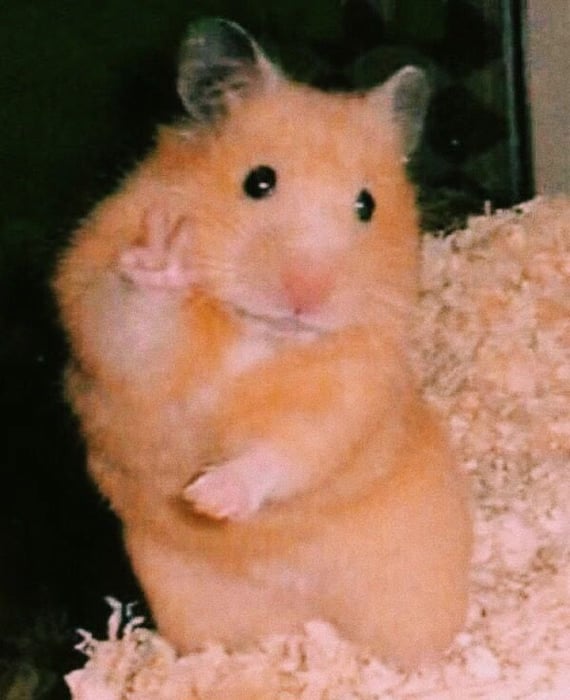 Bộ sưu tập meme chuột Hamster vui nhộn, dễ thương