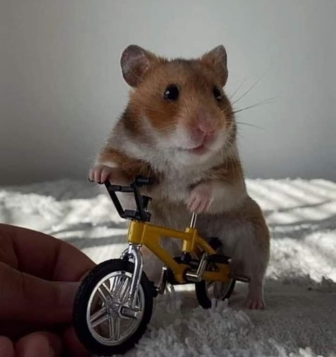 Bộ sưu tập meme chuột Hamster vui nhộn, dễ thương