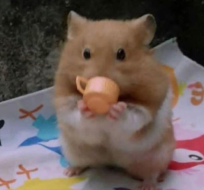 Bộ sưu tập meme chuột Hamster vui nhộn, dễ thương