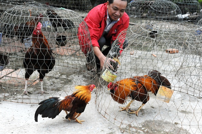 Chiêm ngưỡng chùm ảnh độc đáo 'chiến kê' miền Tây