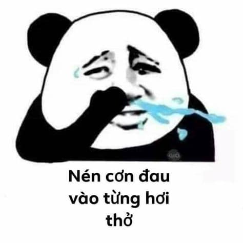 Đồng hành cùng bộ sưu tập meme gấu trúc Weibo hài bá đạo