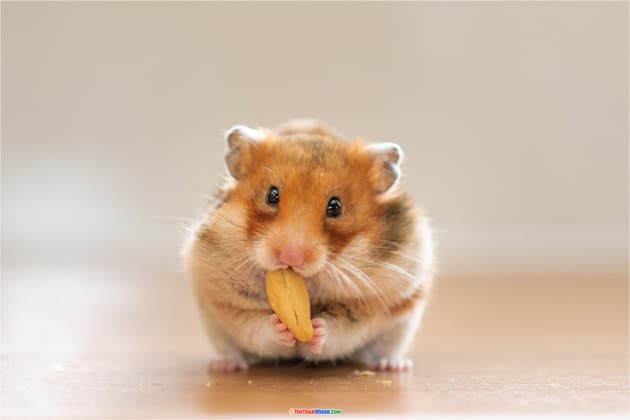 99+ Hình Ảnh Chuột Hamster Cute, Dễ Thương Nhất