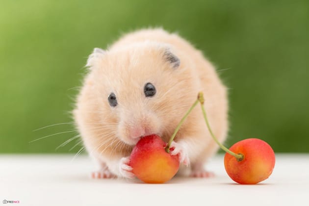 99+ Hình Ảnh Chuột Hamster Cute, Dễ Thương Nhất