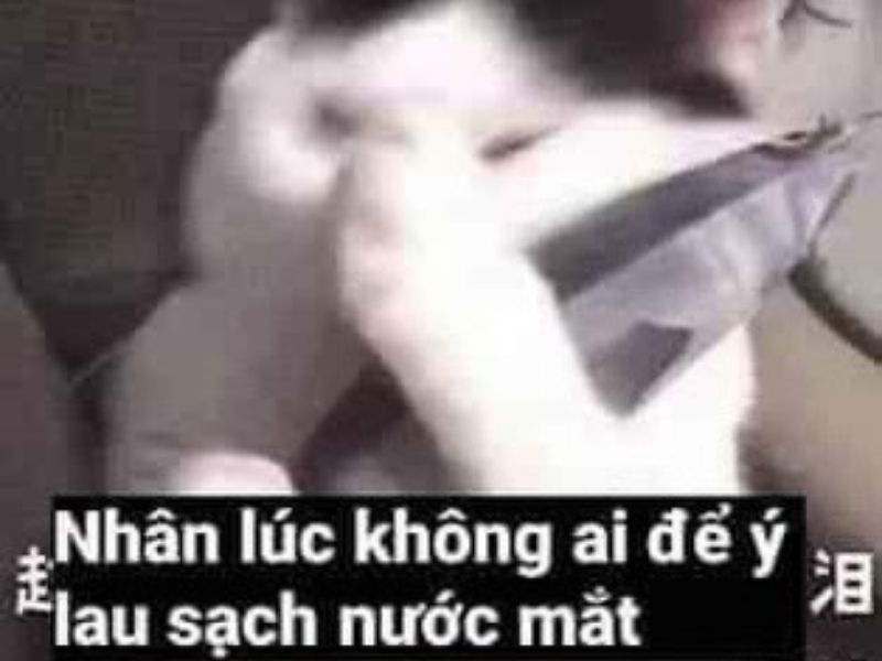 Top 50+ ảnh Meme mèo khóc hài hước, dễ thương, độc đáo