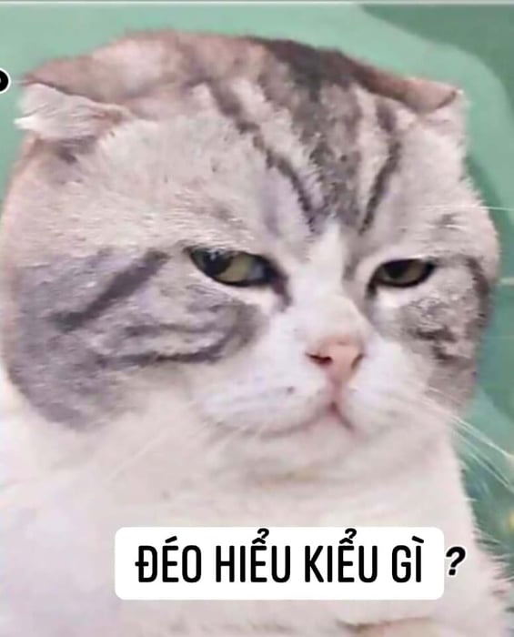 Danh sách các meme chửi hài hước và đầy độc đáo