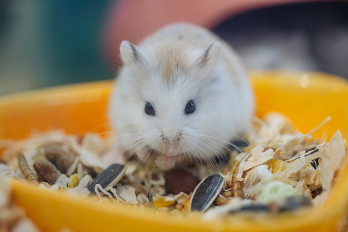 Bức tranh chuột Hamster xinh đẹp - Hình nền siêu dễ thương